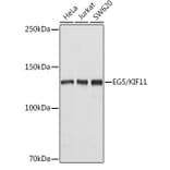 Western Blot - Anti-Eg5 Antibody (A10246) - Antibodies.com