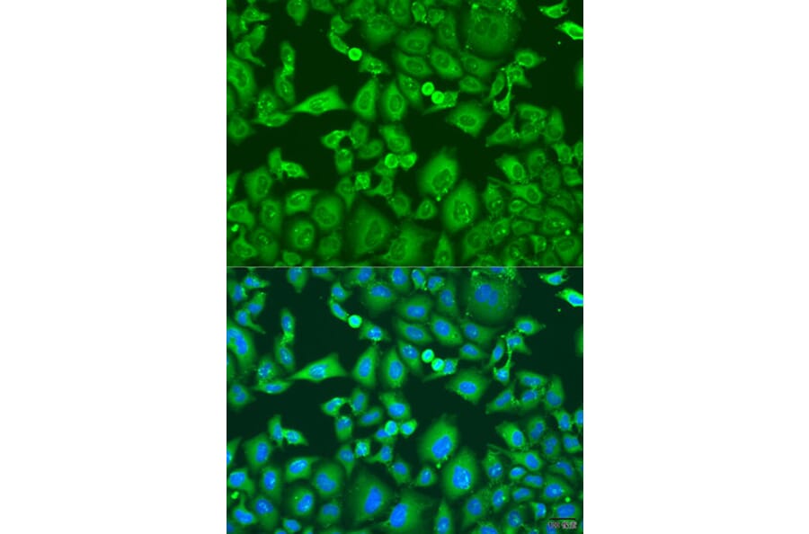 Immunofluorescence - Anti-Eg5 Antibody (A10246) - Antibodies.com