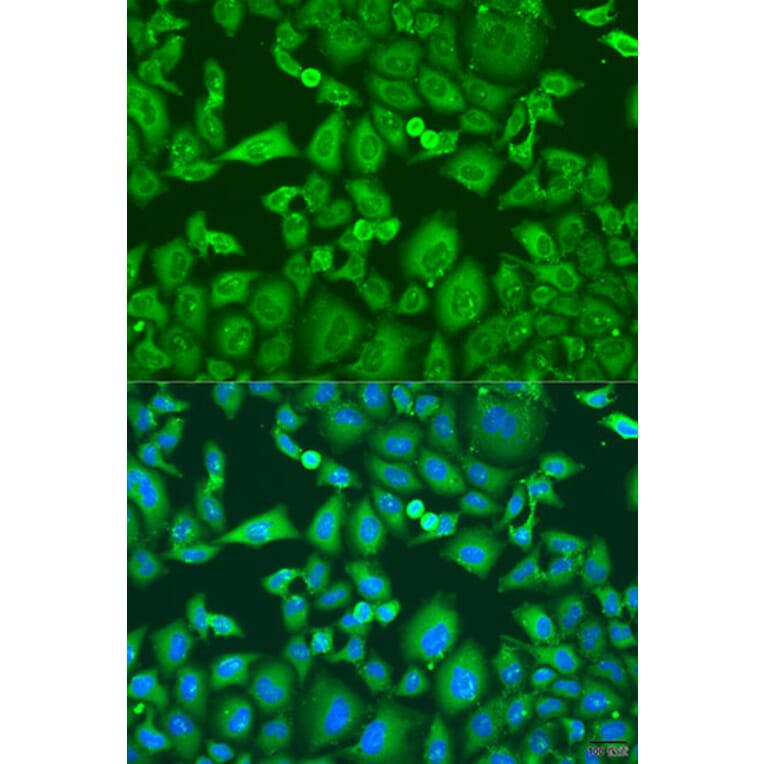 Immunofluorescence - Anti-Eg5 Antibody (A10246) - Antibodies.com