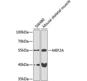 Western Blot - Anti-MEF2A Antibody (A10248) - Antibodies.com