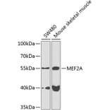 Western Blot - Anti-MEF2A Antibody (A10248) - Antibodies.com