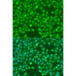 Immunofluorescence - Anti-MEF2A Antibody (A10248) - Antibodies.com