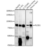 Western Blot - Anti-LH1 Antibody (A10250) - Antibodies.com