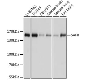 Western Blot - Anti-SAFB Antibody (A10251) - Antibodies.com