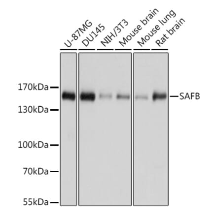 Western Blot - Anti-SAFB Antibody (A10251) - Antibodies.com