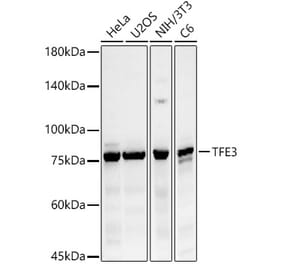 Western Blot - Anti-TFE3 Antibody (A10253) - Antibodies.com