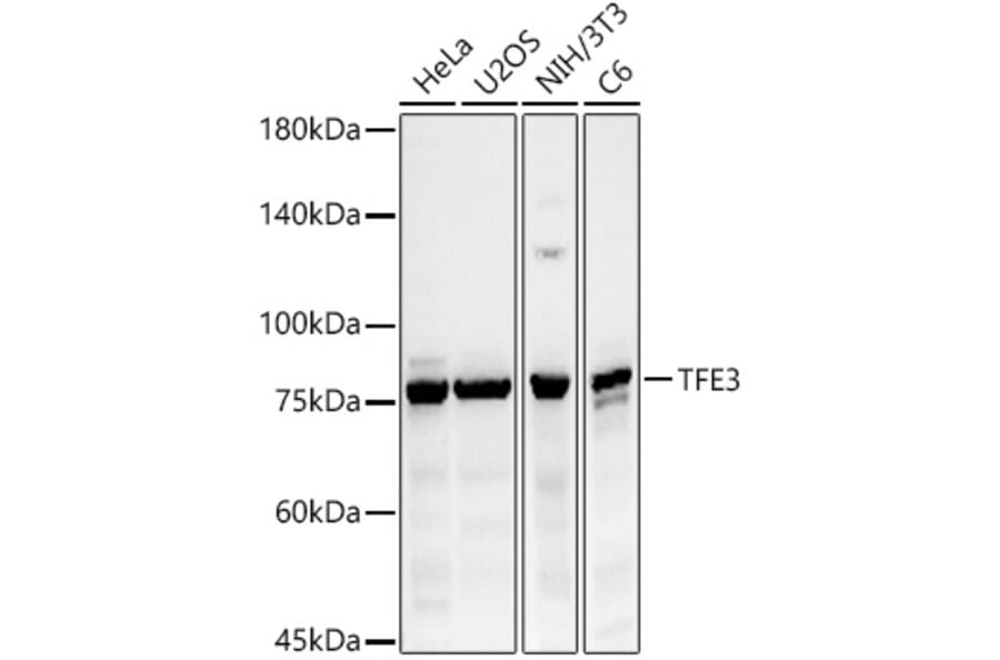 Western Blot - Anti-TFE3 Antibody (A10253) - Antibodies.com