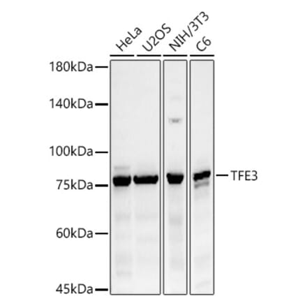 Western Blot - Anti-TFE3 Antibody (A10253) - Antibodies.com