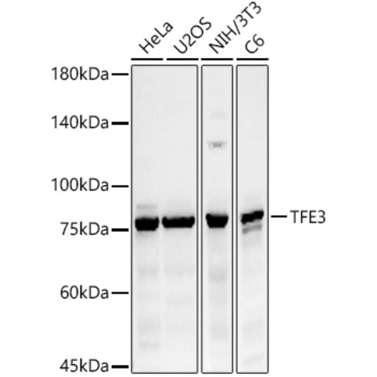 Western Blot - Anti-TFE3 Antibody (A10253) - Antibodies.com