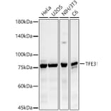 Western Blot - Anti-TFE3 Antibody (A10253) - Antibodies.com