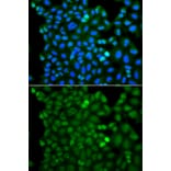Immunofluorescence - Anti-RNF125 Antibody (A7982) - Antibodies.com