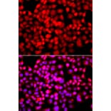 Immunofluorescence - Anti-TDP1 Antibody (A7984) - Antibodies.com