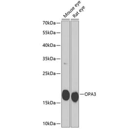 Western Blot - Anti-OPA3 Antibody (A10260) - Antibodies.com