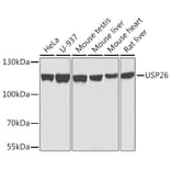 Western Blot - Anti-USP26 Antibody (A10261) - Antibodies.com