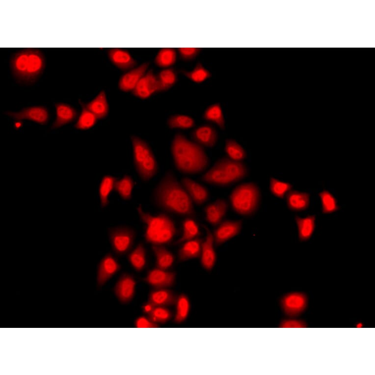Immunofluorescence - Anti-Myeloid leukemia factor 1 Antibody (A10262) - Antibodies.com