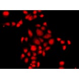 Immunofluorescence - Anti-Myeloid leukemia factor 1 Antibody (A10262) - Antibodies.com