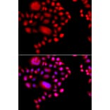 Immunofluorescence - Anti-POLR1D Antibody (A8021) - Antibodies.com