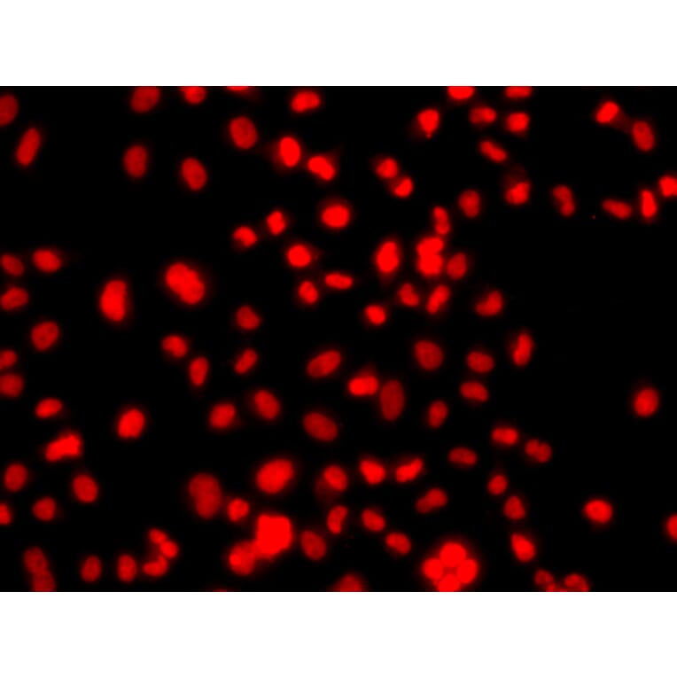 Immunofluorescence - Anti-Prickle 2 Antibody (A10265) - Antibodies.com