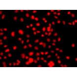 Immunofluorescence - Anti-Prickle 2 Antibody (A10265) - Antibodies.com