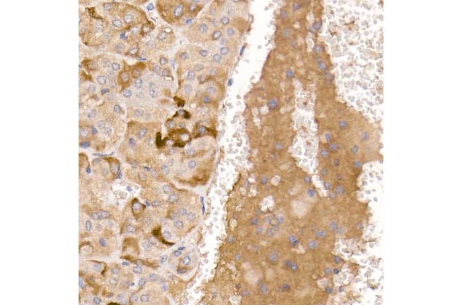 Immunohistochemistry - Anti-AGRP Antibody (A10271) - Antibodies.com