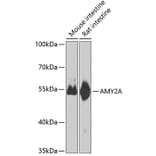 Western Blot - Anti-Pancreatic alpha amylase Antibody (A10272) - Antibodies.com