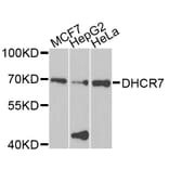 Western Blot - Anti-DHCR7 Antibody (A8049) - Antibodies.com