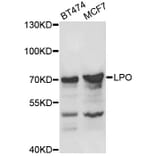Western Blot - Anti-LPO Antibody (A8053) - Antibodies.com