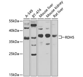 Western Blot - Anti-RDH5 Antibody (A10279) - Antibodies.com