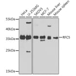 Western Blot - Anti-RFC5 Antibody (A10280) - Antibodies.com