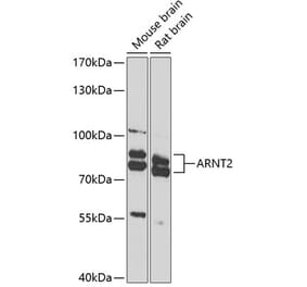 Western Blot - Anti-ARNT2 Antibody (A10281) - Antibodies.com
