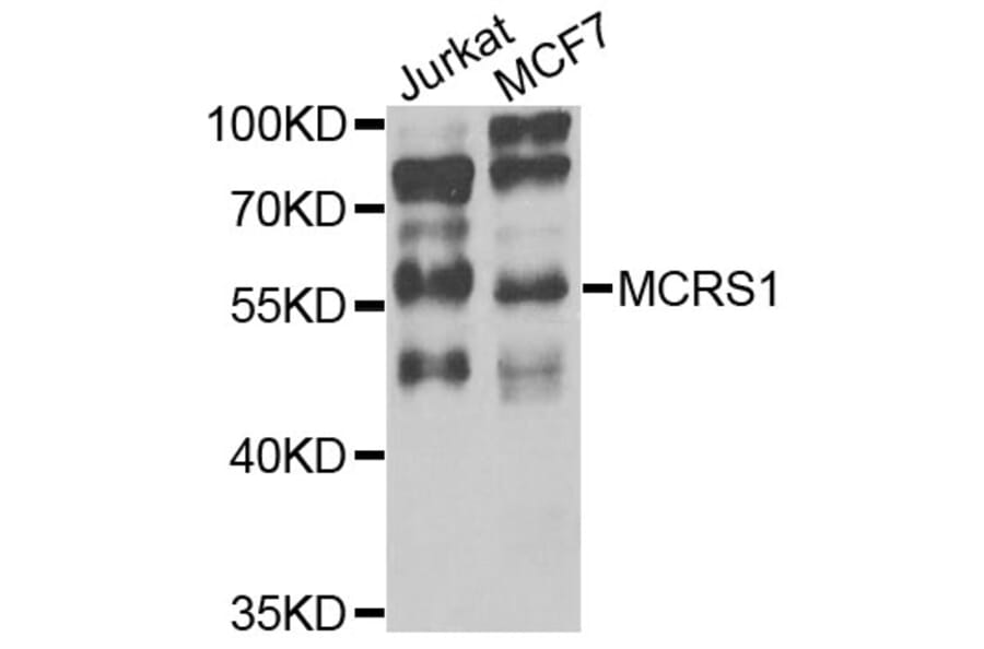 Western Blot - Anti-MCRS1 Antibody (A8061) - Antibodies.com