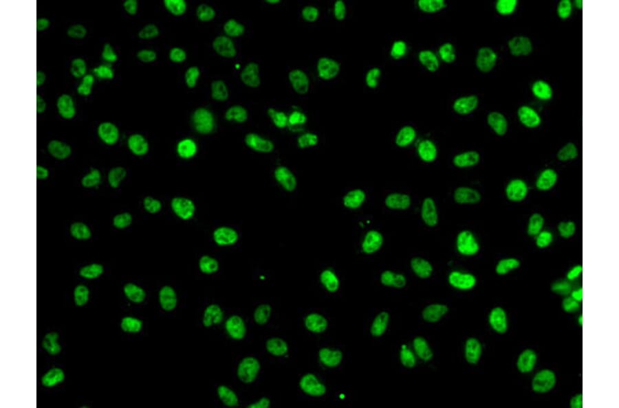 Immunofluorescence - Anti-PHF19 Antibody (A10284) - Antibodies.com