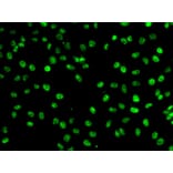 Immunofluorescence - Anti-PHF19 Antibody (A10284) - Antibodies.com