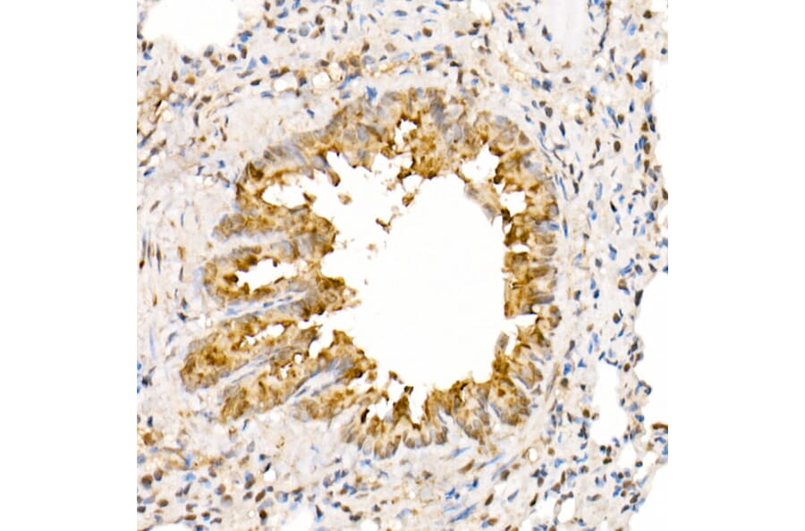 Immunohistochemistry - Anti-ANAPC2 Antibody (A10285) - Antibodies.com