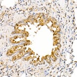 Immunohistochemistry - Anti-ANAPC2 Antibody (A10285) - Antibodies.com