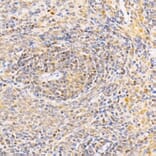 Immunohistochemistry - Anti-ANAPC2 Antibody (A10285) - Antibodies.com