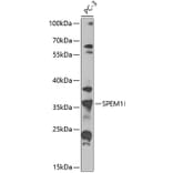 Western Blot - Anti-SPEM1 Antibody (A10288) - Antibodies.com
