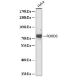 Western Blot - Anti-FOXO3 Antibody (A8079) - Antibodies.com