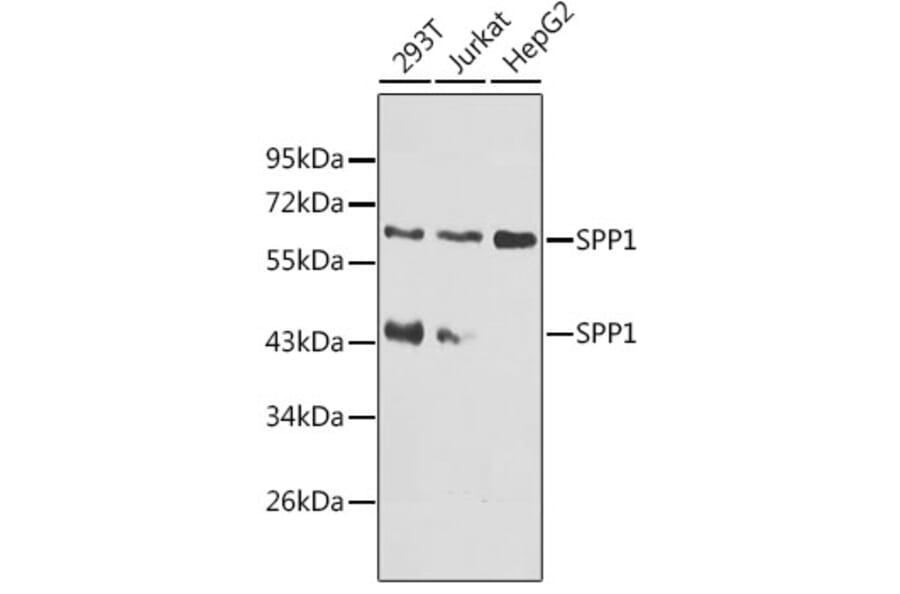 Western Blot - Anti-SPP1 Antibody (A8082) - Antibodies.com