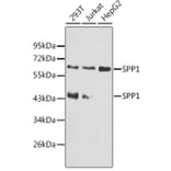 Western Blot - Anti-SPP1 Antibody (A8082) - Antibodies.com
