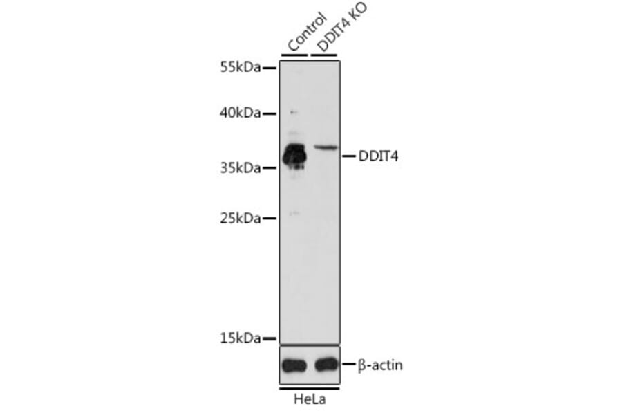 Western Blot - Anti-REDD-1/DDIT4 Antibody (A10292) - Antibodies.com