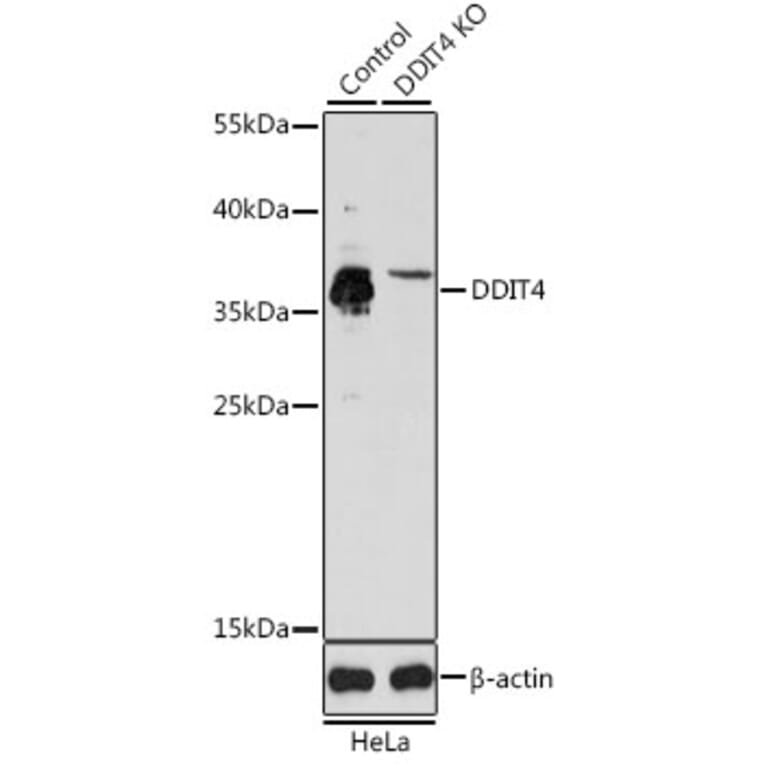 Western Blot - Anti-REDD-1/DDIT4 Antibody (A10292) - Antibodies.com