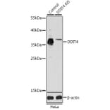 Western Blot - Anti-REDD-1/DDIT4 Antibody (A10292) - Antibodies.com