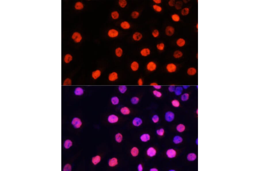 Immunofluorescence - Anti-nmt55/p54nrb (mono methyl Arg357 + Arg365) Antibody (A10293) - Antibodies.com