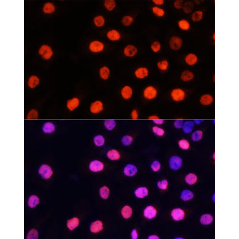 Immunofluorescence - Anti-nmt55/p54nrb (mono methyl Arg357 + Arg365) Antibody (A10293) - Antibodies.com