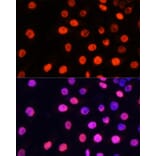 Immunofluorescence - Anti-nmt55/p54nrb (mono methyl Arg357 + Arg365) Antibody (A10293) - Antibodies.com