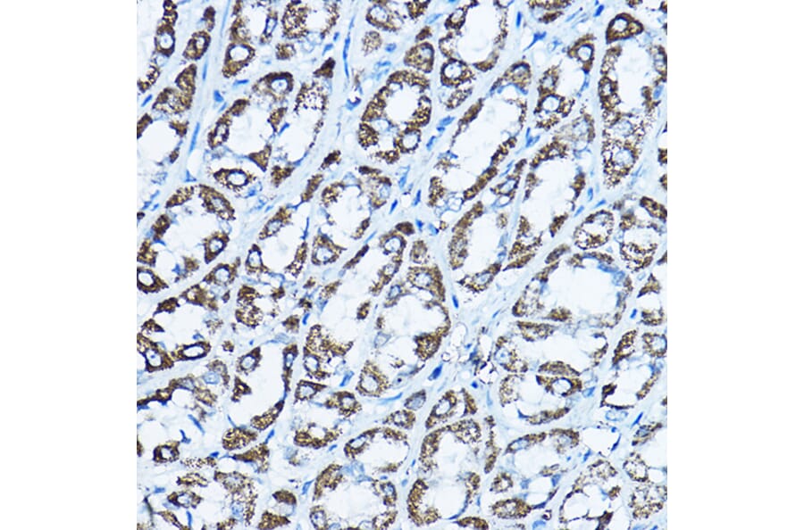 Immunohistochemistry - Anti-ATP5O Antibody (A10296) - Antibodies.com