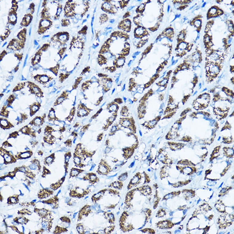 Immunohistochemistry - Anti-ATP5O Antibody (A10296) - Antibodies.com
