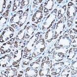 Immunohistochemistry - Anti-ATP5O Antibody (A10296) - Antibodies.com