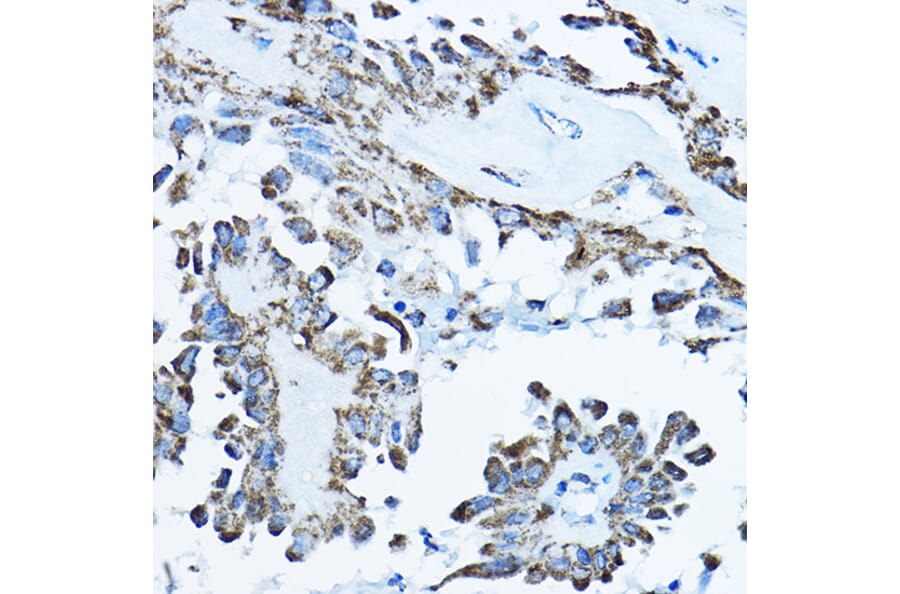 Immunohistochemistry - Anti-ATP5O Antibody (A10296) - Antibodies.com